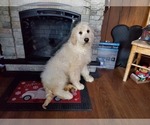 Small Photo #3 Goldendoodle-Poodle (Standard) Mix Puppy For Sale in PEYTON, CO, USA