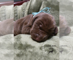 Puppy Puppy 6 German Shorthaired Weimaraner