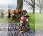 Small Photo #15 Texas Heeler Puppy For Sale in PAOLA, KS, USA