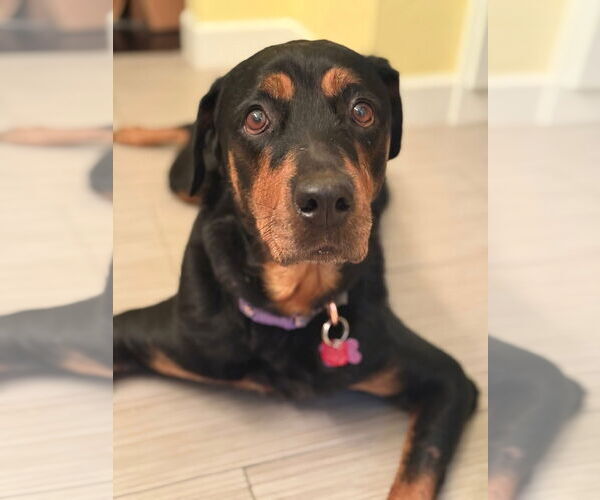 Medium Photo #3 Rottweiler-Unknown Mix Puppy For Sale in New London, WI, USA