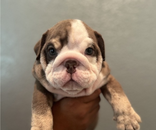 Medium Photo #1 Bulldog Puppy For Sale in MERCED, CA, USA