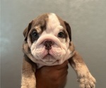 Small Photo #1 Bulldog Puppy For Sale in MERCED, CA, USA