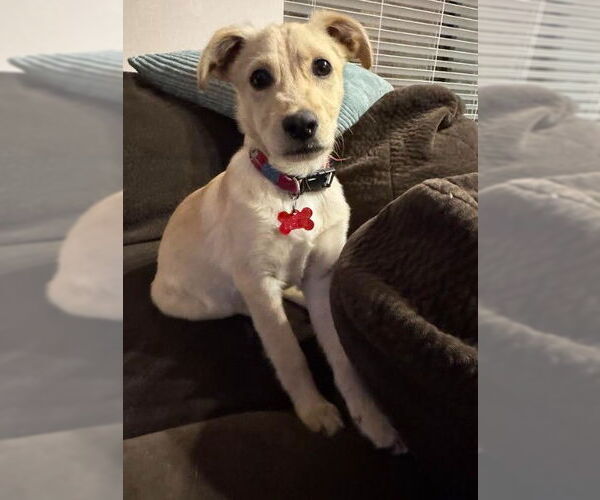 Medium Photo #2 Labrador Retriever-Unknown Mix Puppy For Sale in San Diego, CA, USA