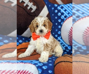 Cavapoo-Poodle (Miniature) Mix Puppy for sale in BIRD IN HAND, PA, USA