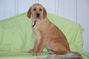 Golden Labrador Puppy for sale in FREDERICKSBURG, OH, USA