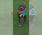 Small American Staffordshire Terrier
