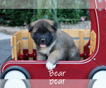 Small #1 Akita