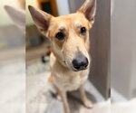 Small #7 Siberian Husky Mix