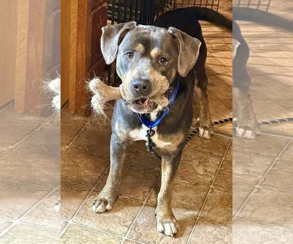 Medium Photo #6 Rottweiler-Unknown Mix Puppy For Sale in Minneapolis, MN, USA