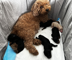 Mother of the Goldendoodle (Miniature) puppies born on 05/10/2025
