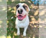 Small Photo #3 Mutt Puppy For Sale in Riverside, CA, USA