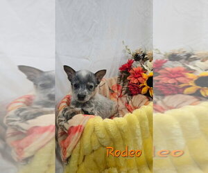 Mutt Dogs for adoption in Foristell, MO, USA