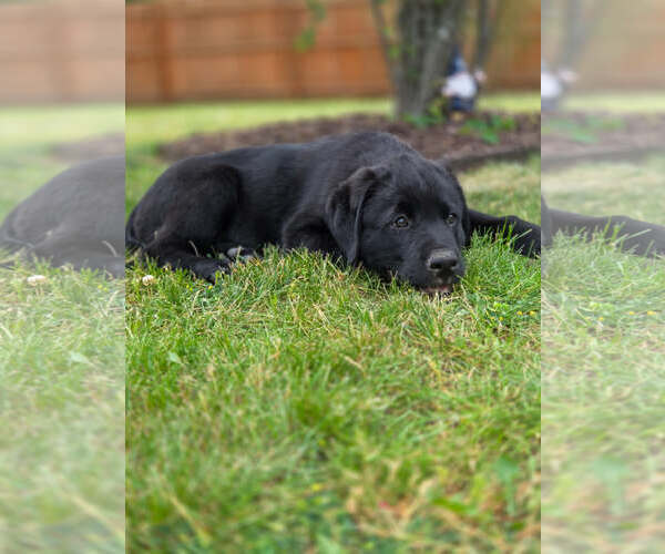 Medium Photo #4 Labrador Retriever-Unknown Mix Puppy For Sale in Genesee, WI, USA