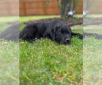 Small #3 Labrador Retriever Mix