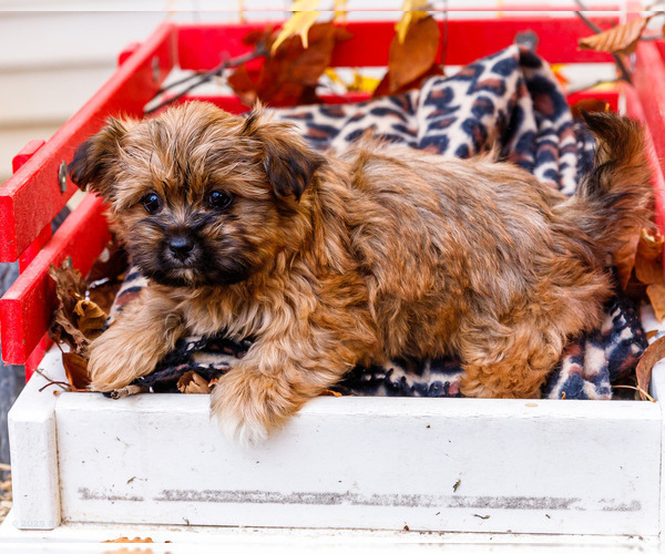 Medium Photo #21 Shorkie Tzu Puppy For Sale in WAKARUSA, IN, USA