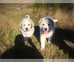 Small Photo #3 Great Pyrenees Puppy For Sale in YELM, WA, USA