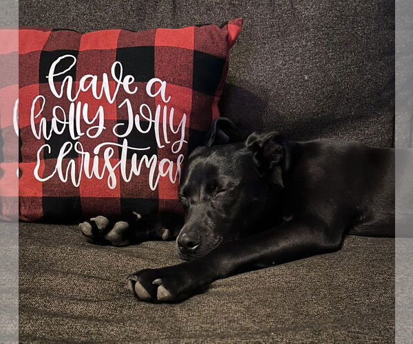 Medium Photo #2 Labrador Retriever-Unknown Mix Puppy For Sale in Plainfield, IL, USA