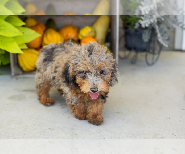 Medium Photo #21 Poodle (Miniature) Puppy For Sale in MILFORD, IN, USA