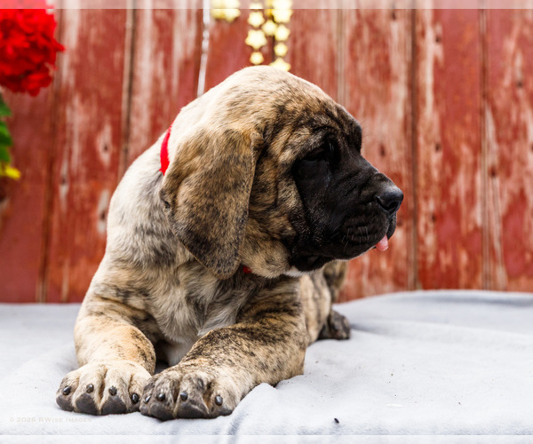 Medium Photo #30 Mastiff Puppy For Sale in WAKARUSA, IN, USA