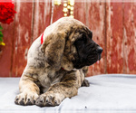 Small #8 Mastiff