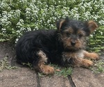 Small #2 Yorkshire Terrier