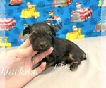 Small #2 Yorkshire Terrier
