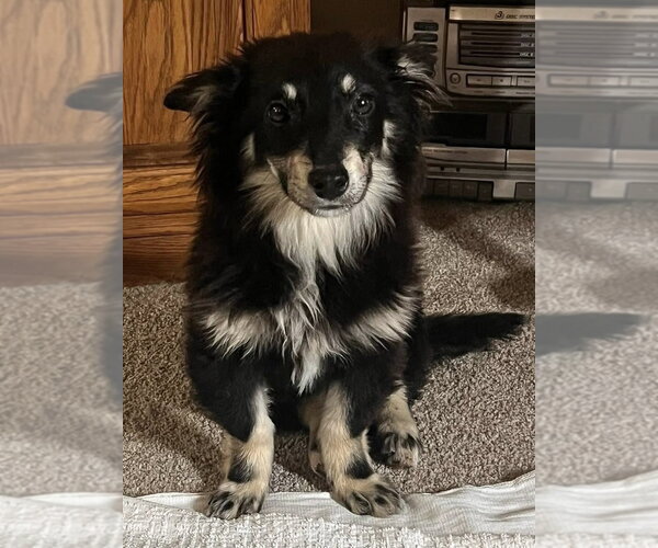 Medium Photo #1 Mutt Puppy For Sale in Aurora, IN, USA
