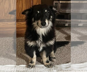 Mutt Dogs for adoption in Aurora, IN, USA