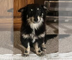 Small Mutt