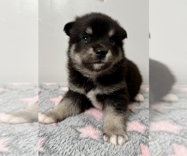 Medium Photo #29 Pomsky-Shiba Inu Mix Puppy For Sale in NASHUA, NH, USA