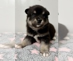 Small #1 Pomsky-Shiba Inu Mix