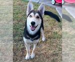 Small #1 German Shepherd Dog-Siberian Husky Mix