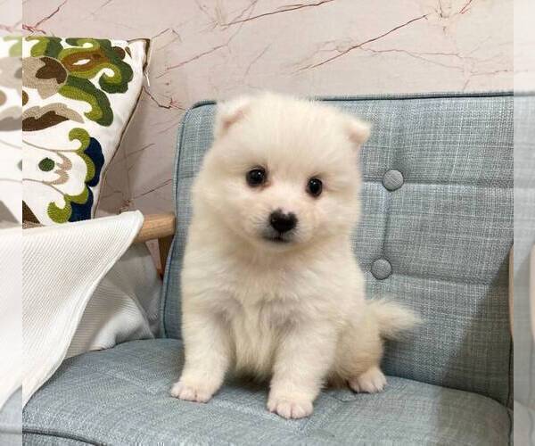 Medium Photo #4 Japanese Spitz Puppy For Sale in CHICAGO, IL, USA
