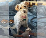 Small #4 Maltese-Poodle (Standard) Mix