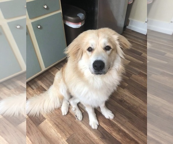 Medium Photo #3 Great Pyrenees Puppy For Sale in Hamilton, MT, USA
