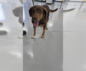 Collie Dogs for adoption in Temple, TX, USA