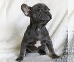 Small Photo #2 French Bulldog Puppy For Sale in MANHEIM, PA, USA