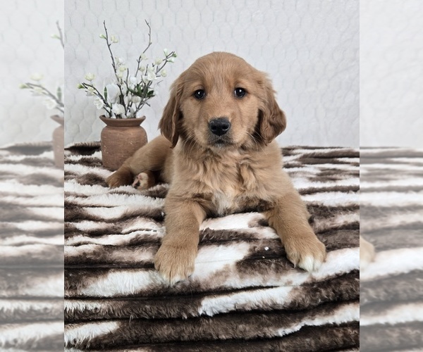 Medium Photo #4 Golden Retriever Puppy For Sale in FRANKLIN, IN, USA