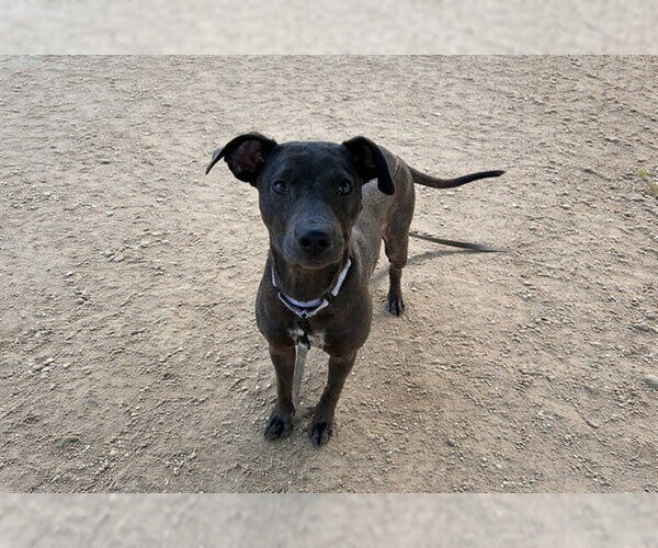 Medium Photo #1 Unknown-Whippet Mix Puppy For Sale in Ocala, FL, USA