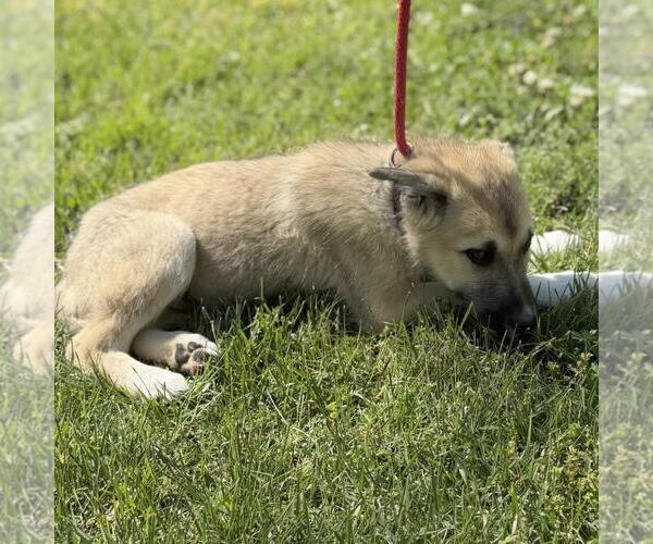 Medium Photo #2 German Shepherd Dog-Great Pyrenees Mix Puppy For Sale in Yardley, PA, USA