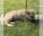Small #1 German Shepherd Dog-Great Pyrenees Mix