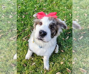 Collie-Unknown Mix Dogs for adoption in Sandy, UT, USA