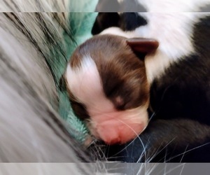 English Springer Spaniel Puppy for sale in NAMPA, ID, USA