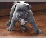 Small Photo #4 American Bully Puppy For Sale in WINCHESTER, VA, USA