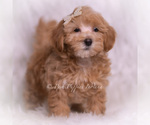Small #2 Maltipoo (Toy)