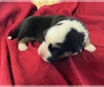 Small Photo #13 Cardigan Welsh Corgi Puppy For Sale in DEARBORN, MO, USA