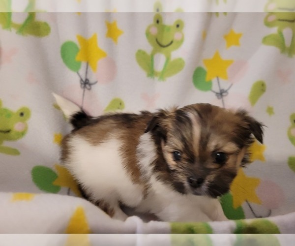 Medium Photo #1 ShiChi Puppy For Sale in COEUR D ALENE, ID, USA