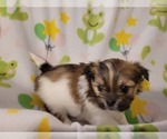 Small Photo #1 ShiChi Puppy For Sale in COEUR D ALENE, ID, USA