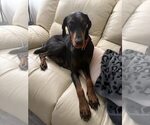 Small #2 Doberman Pinscher