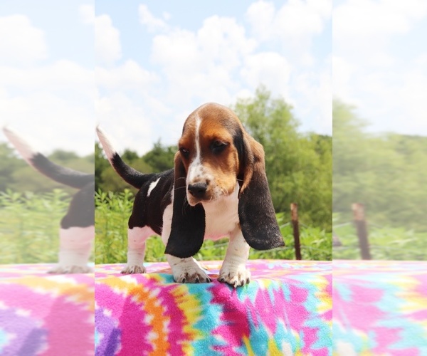 Medium Photo #8 Basset Hound Puppy For Sale in UNION CITY, TN, USA